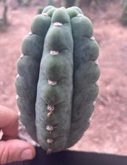 💎👑🌶️  Ichoca — 6” Grenade