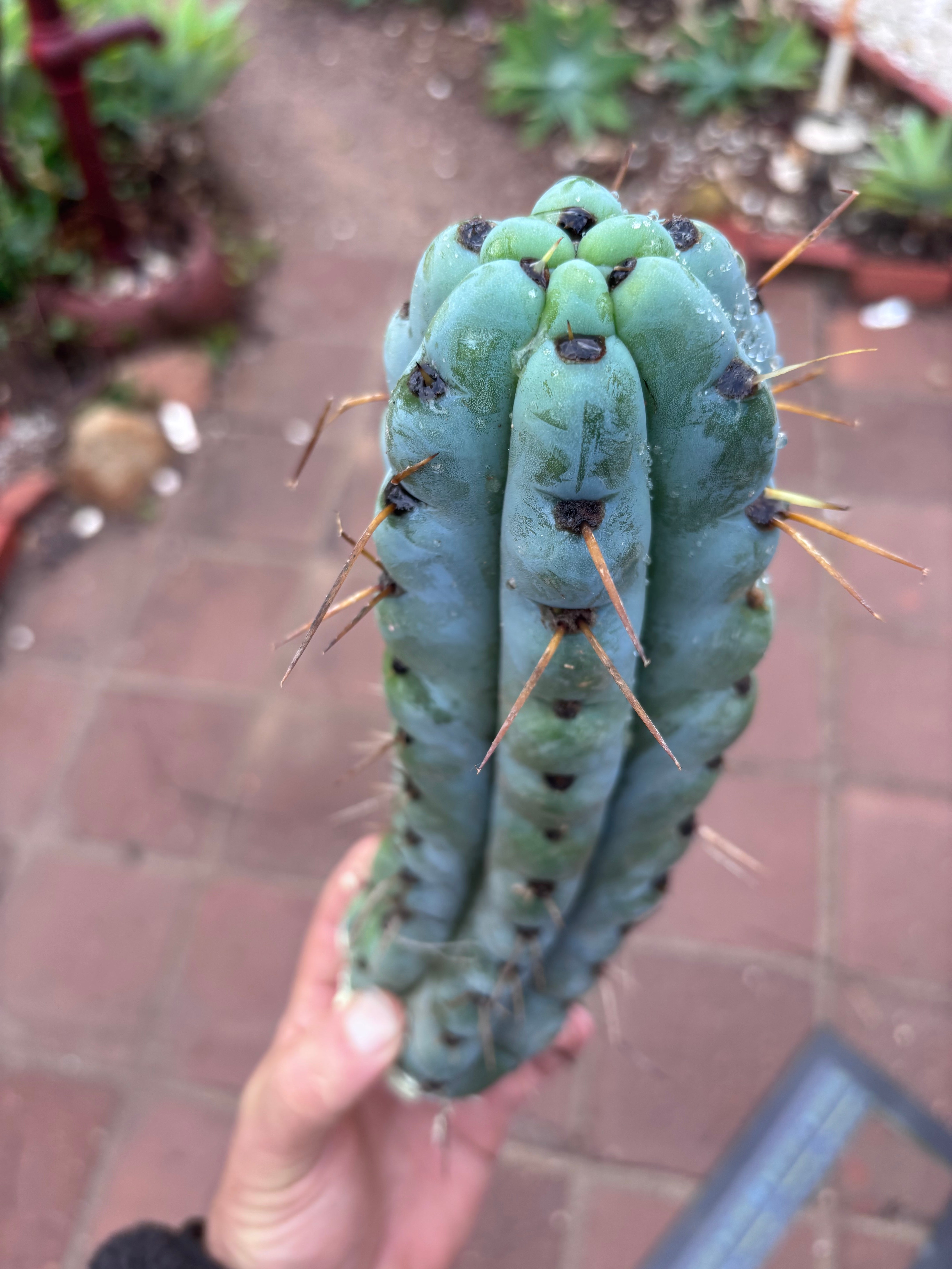 💎🌶️ Noid of the Moment — 12” Pup