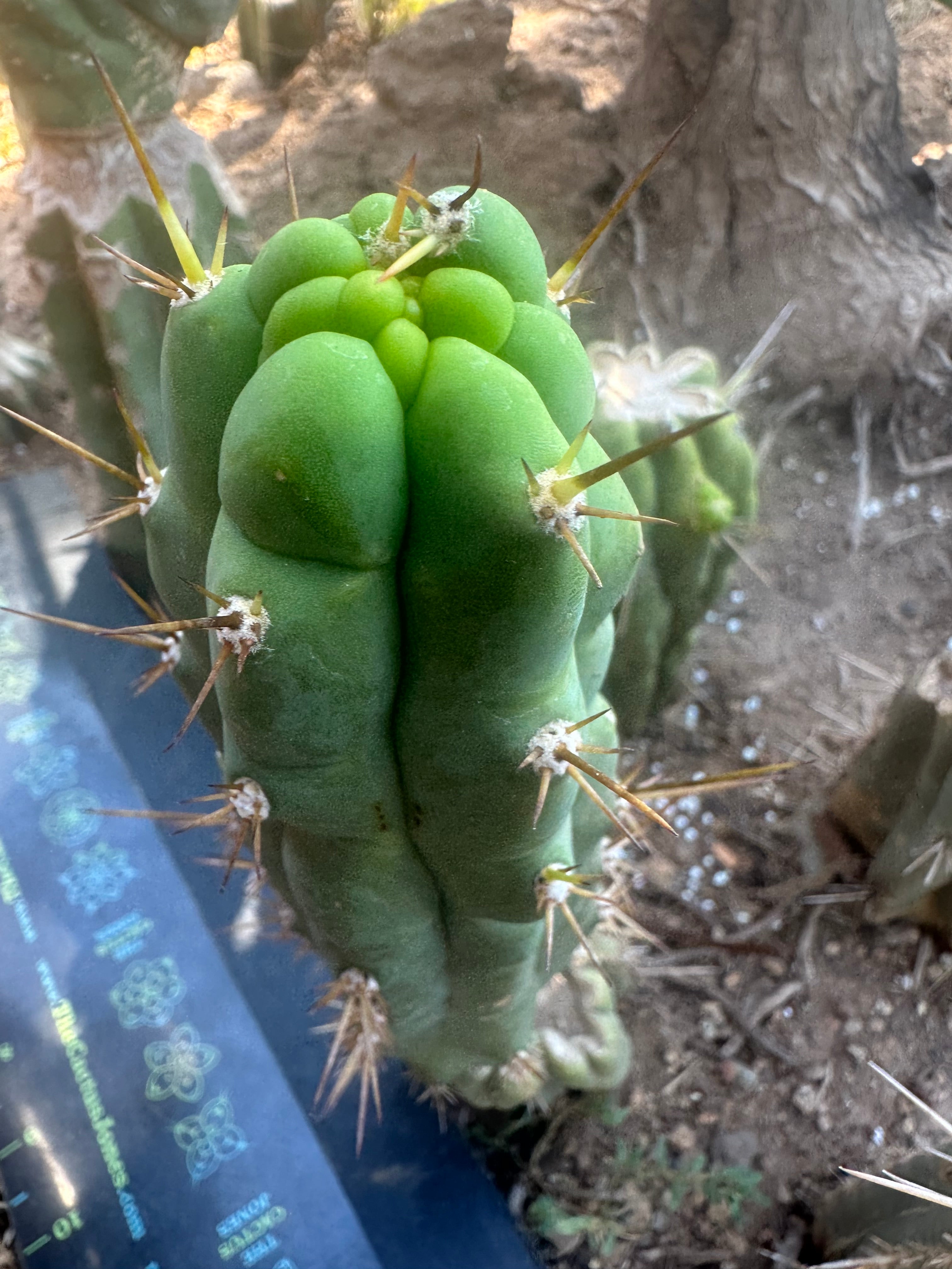 💎👑 Bruce’s Dragon — 8” Pup