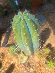 👑💎 Rimac — XXL 17” Melon Pup