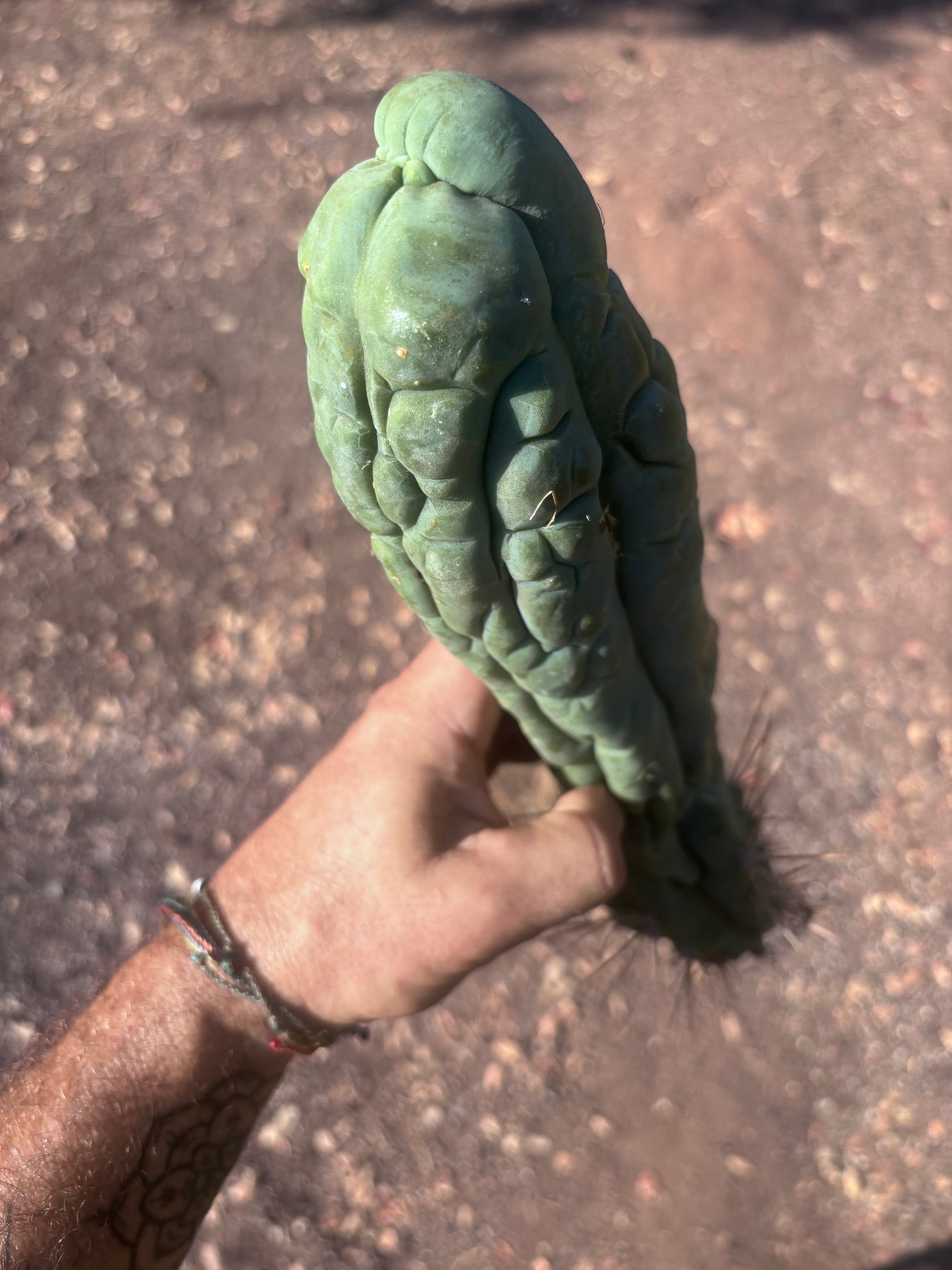 💎👑 Bruce’s Dragon — XL 13” Tip