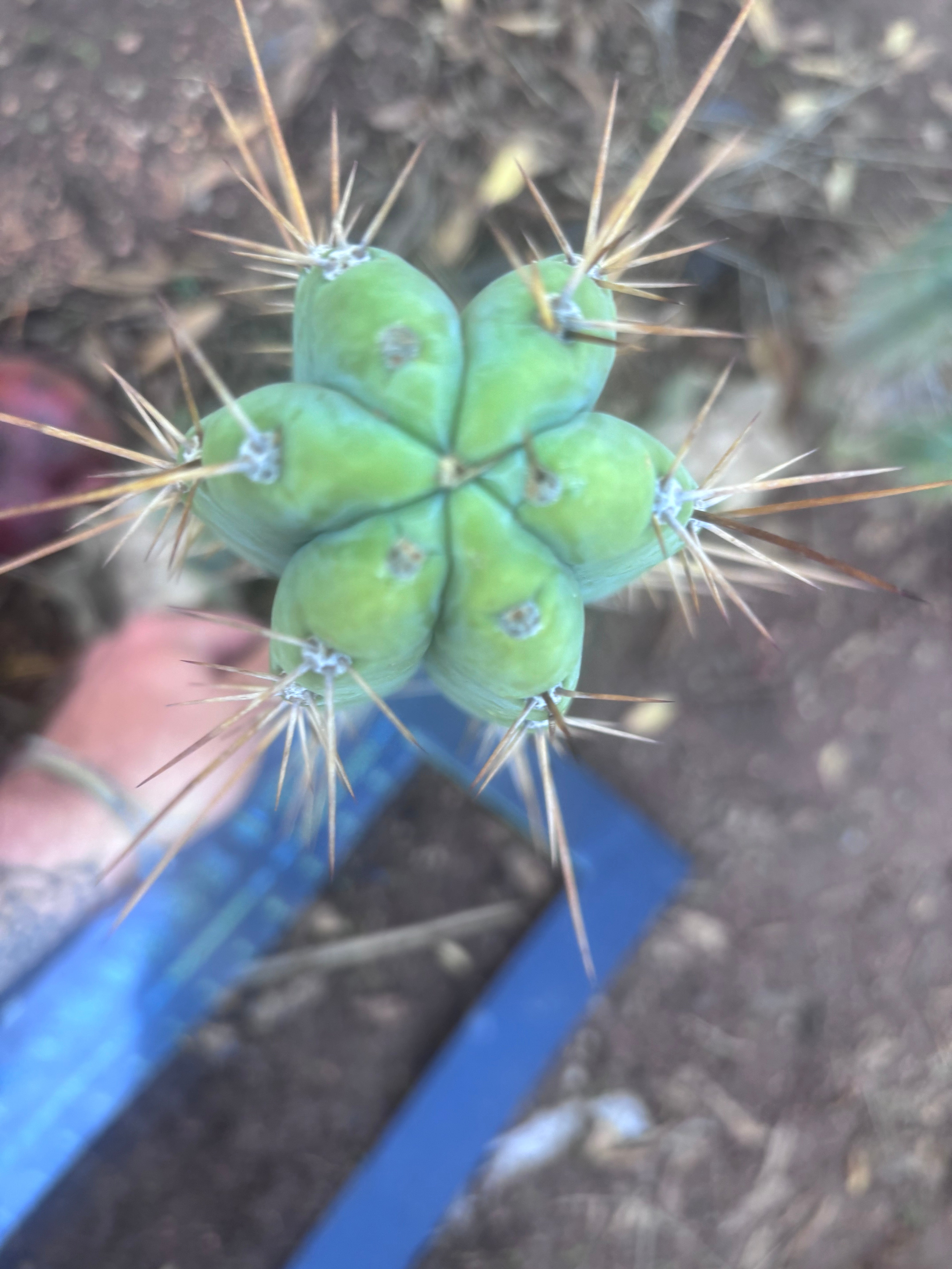 👑🌶️ Piano Man — XL 15” Pup