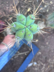 👑🌶️ Piano Man — XL 15” Pup