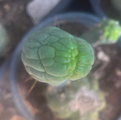 💎👑🐉 Bruce’s Dragon — 9” Pup
