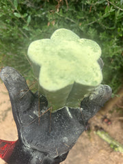 New FREE ADD-ON  — 🌶️ Chuck’s Bridge — 3-4” Roota-Chonk.