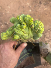 👑💎🌶️🌶️ TBMC — 6” x 7” Crest