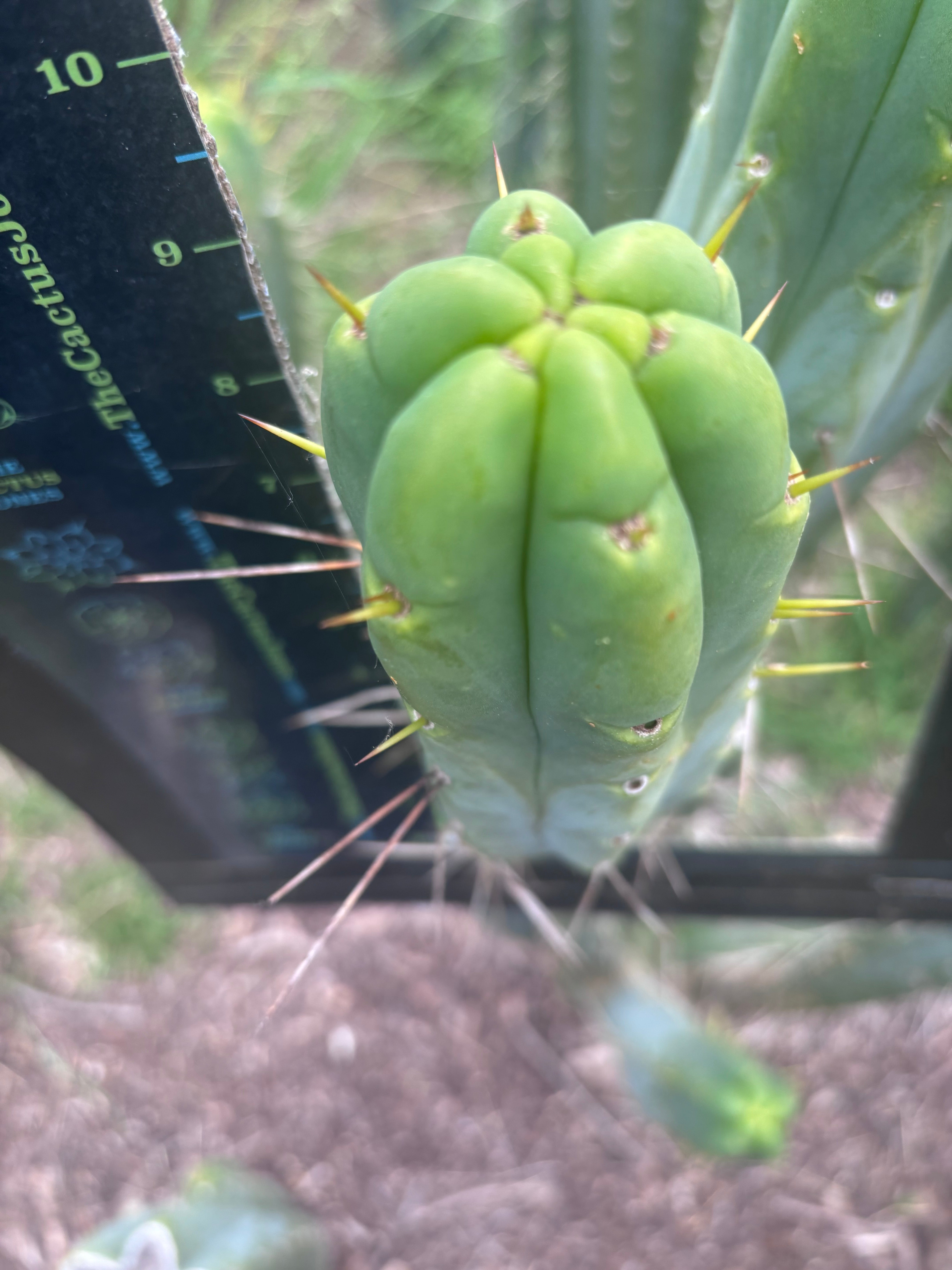 👑🌶️ BBB — 10” Pups