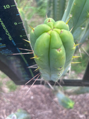 👑🌶️ BBB — 10” Pups