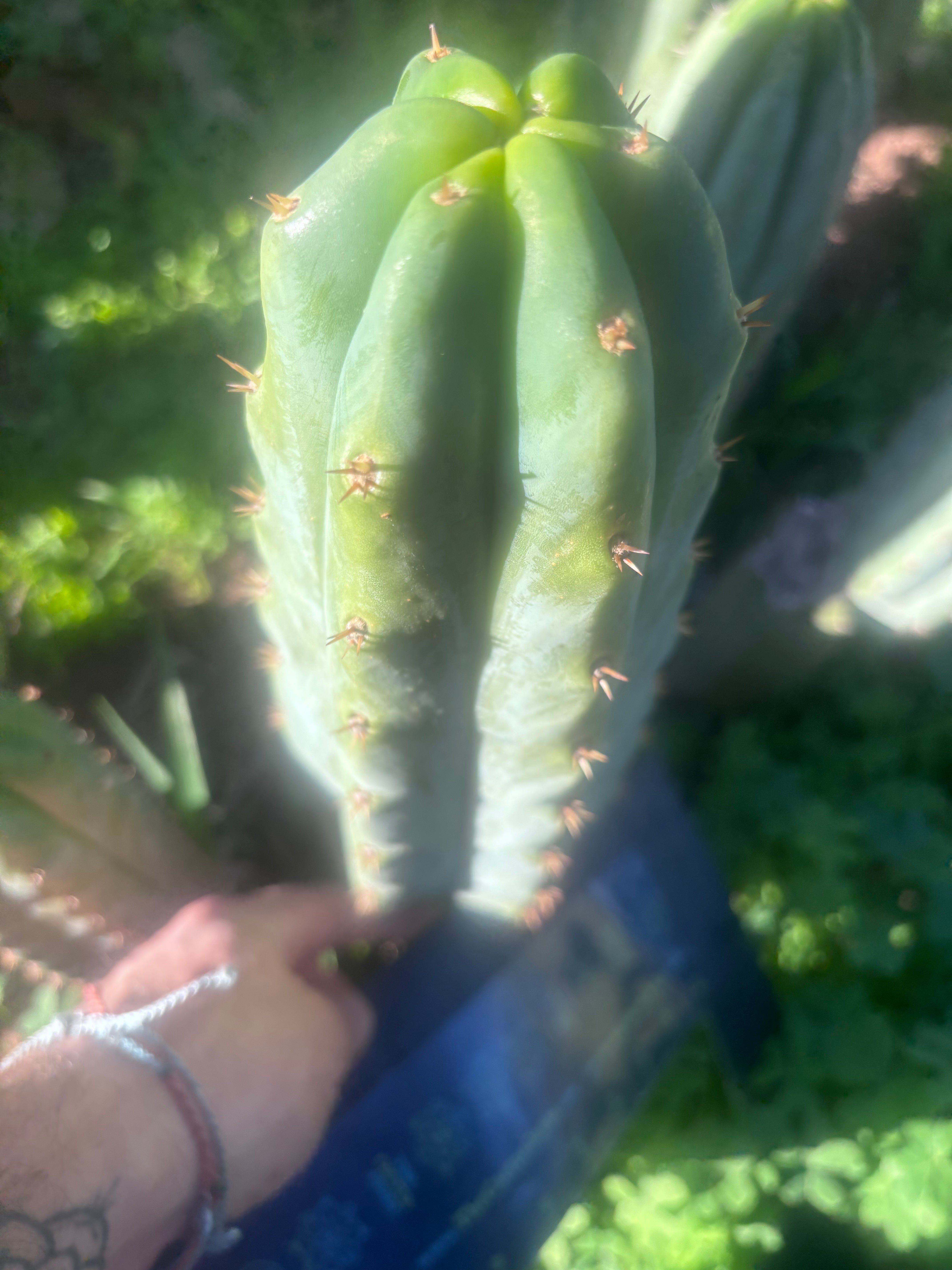 🌶️🌶️ NoidTwo — 11” Pup