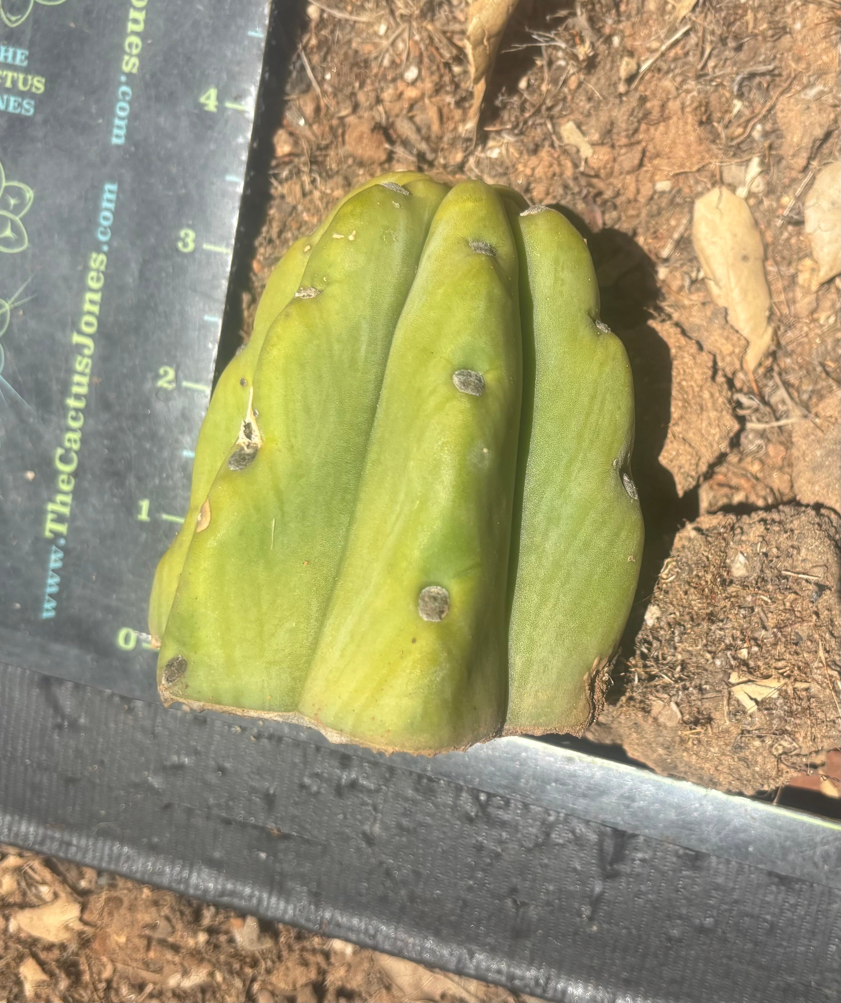 NEW Add-On Freebie — Bridgesii Tips