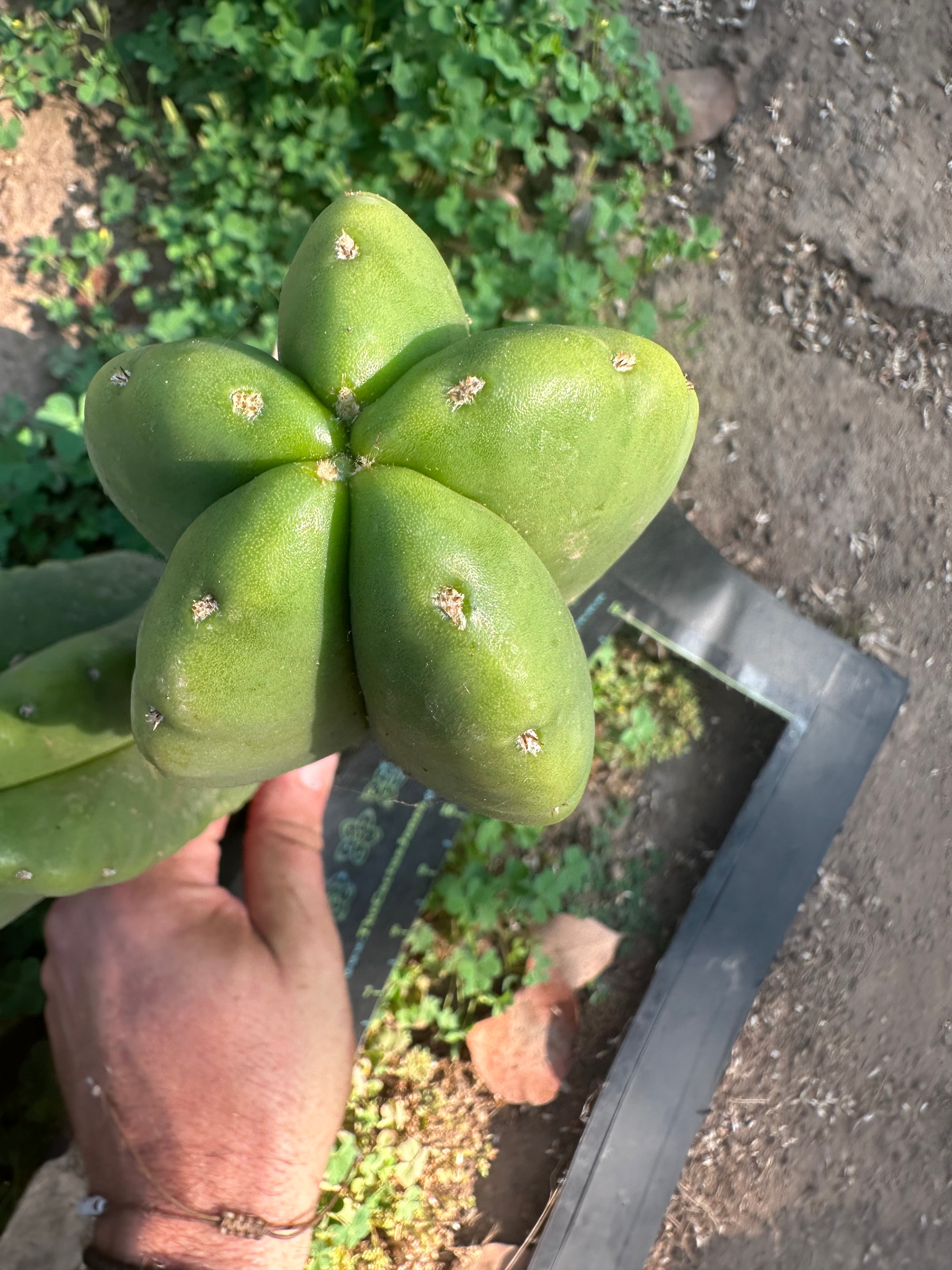 👑  Aussie Scop — Chubby 8” Pup