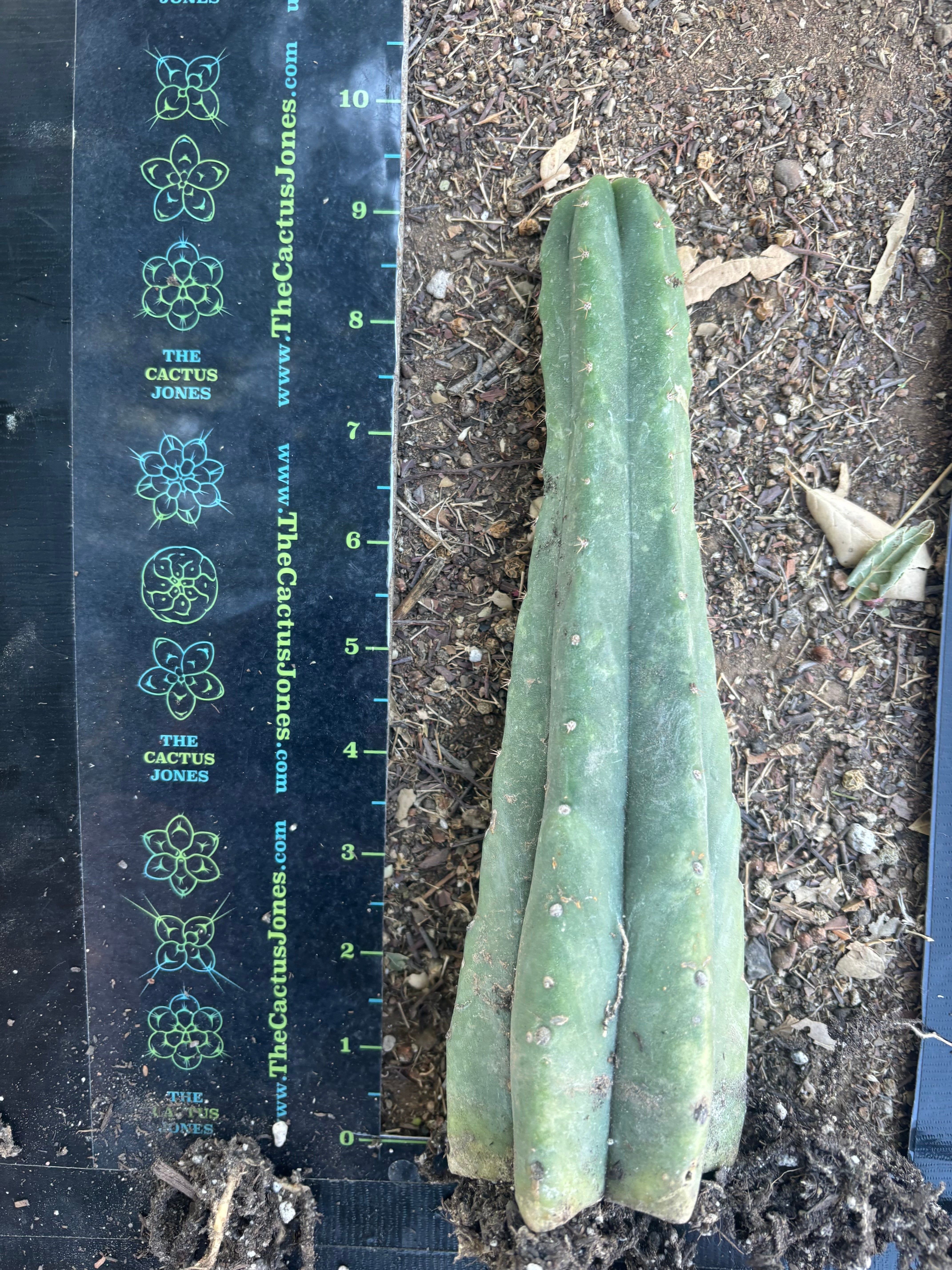 👑🌶️🌶️ Landfill — 10” Rooted Tip