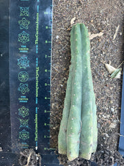 👑🌶️🌶️ Landfill — 10” Rooted Tip