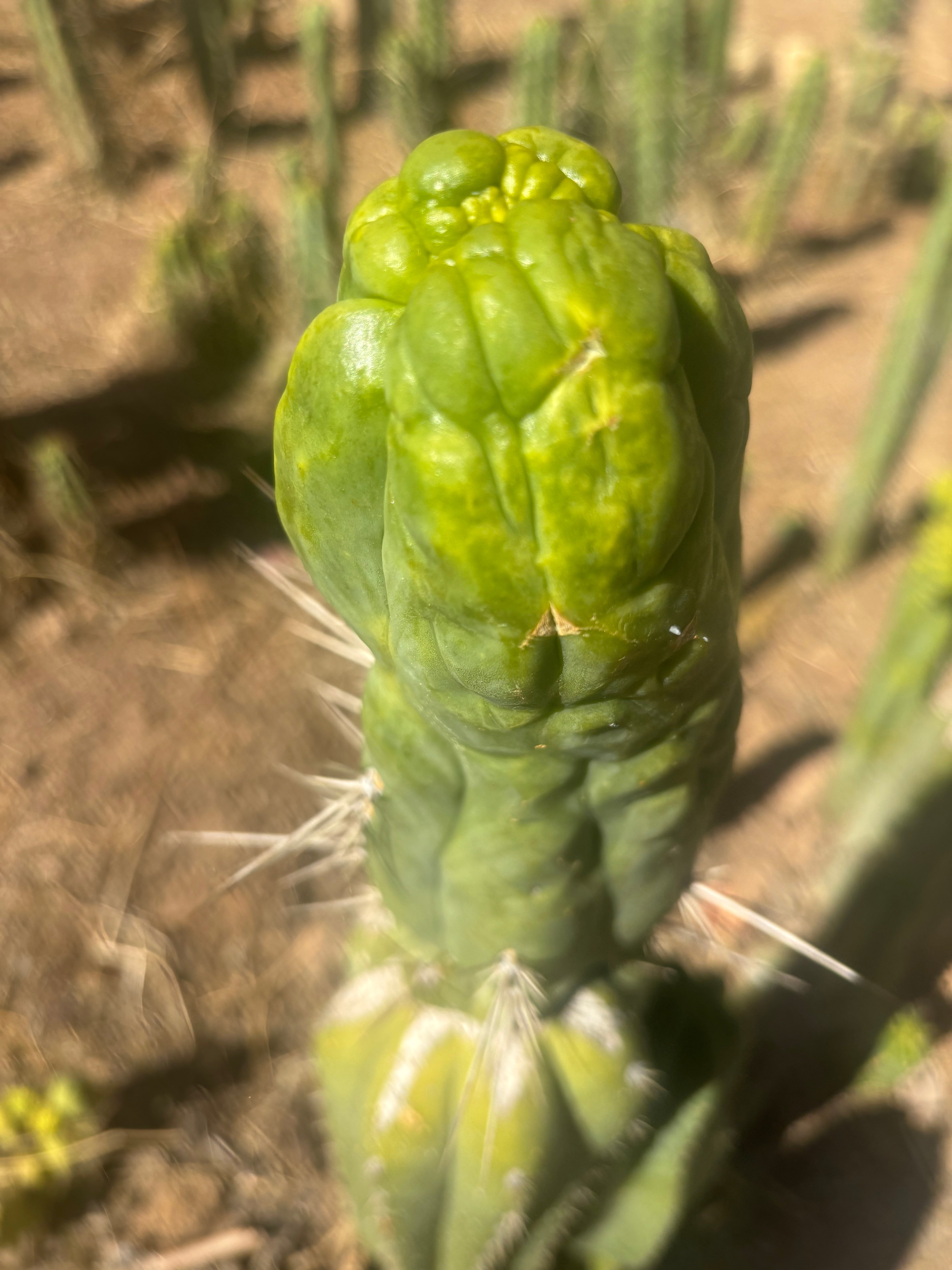 👑🐉 Bruce’s Dragon — Thick 6” Tip