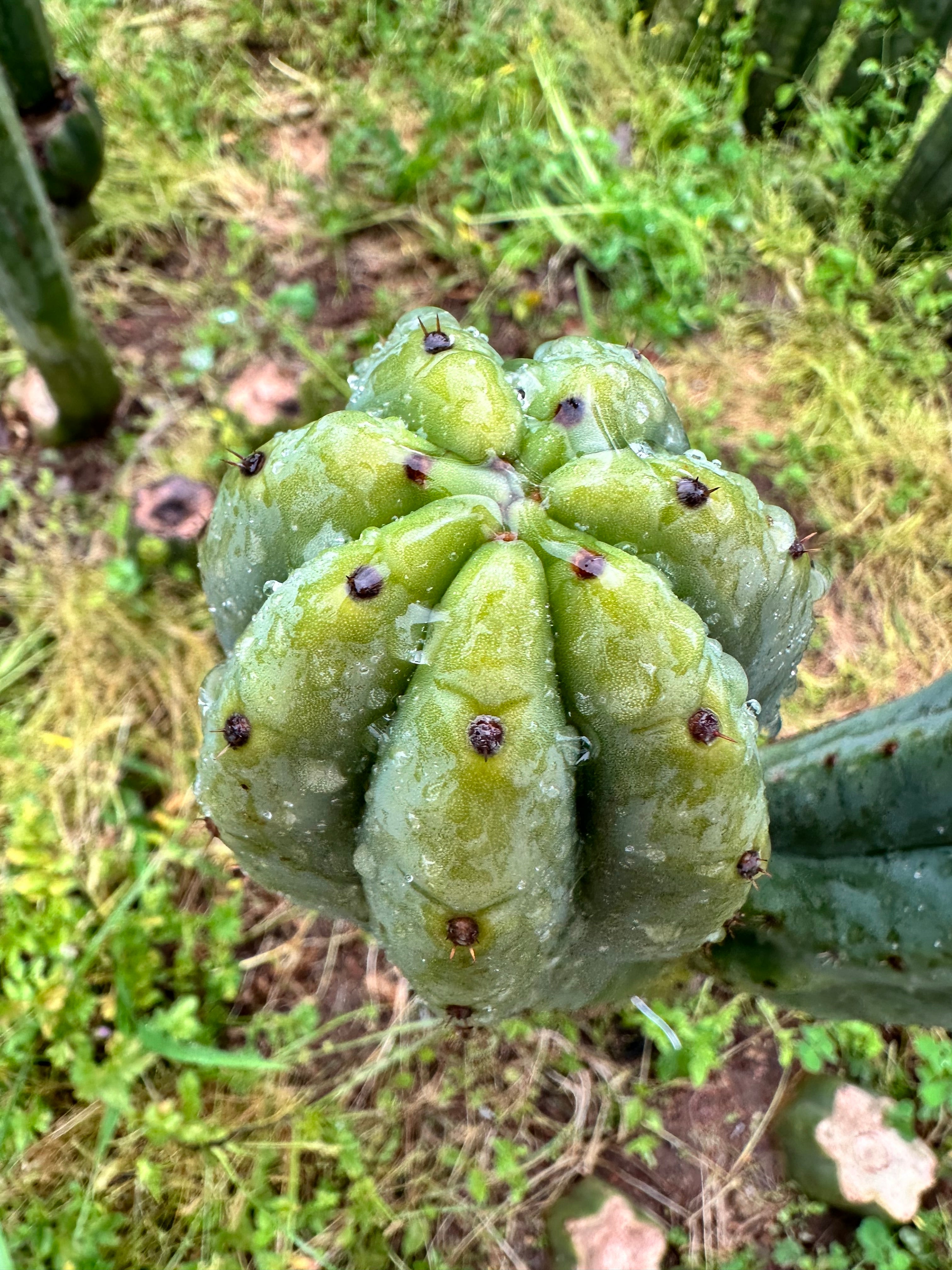 👑🌶️🌶️ Ogun — Beefy 10” Tips (3)