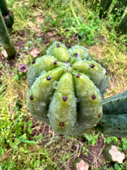 👑🌶️🌶️ Ogun — Beefy 10” Tips (3)