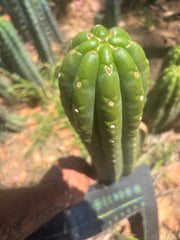 💎👑🌶️ The Field’s Pachanoi — XL 15” Pup
