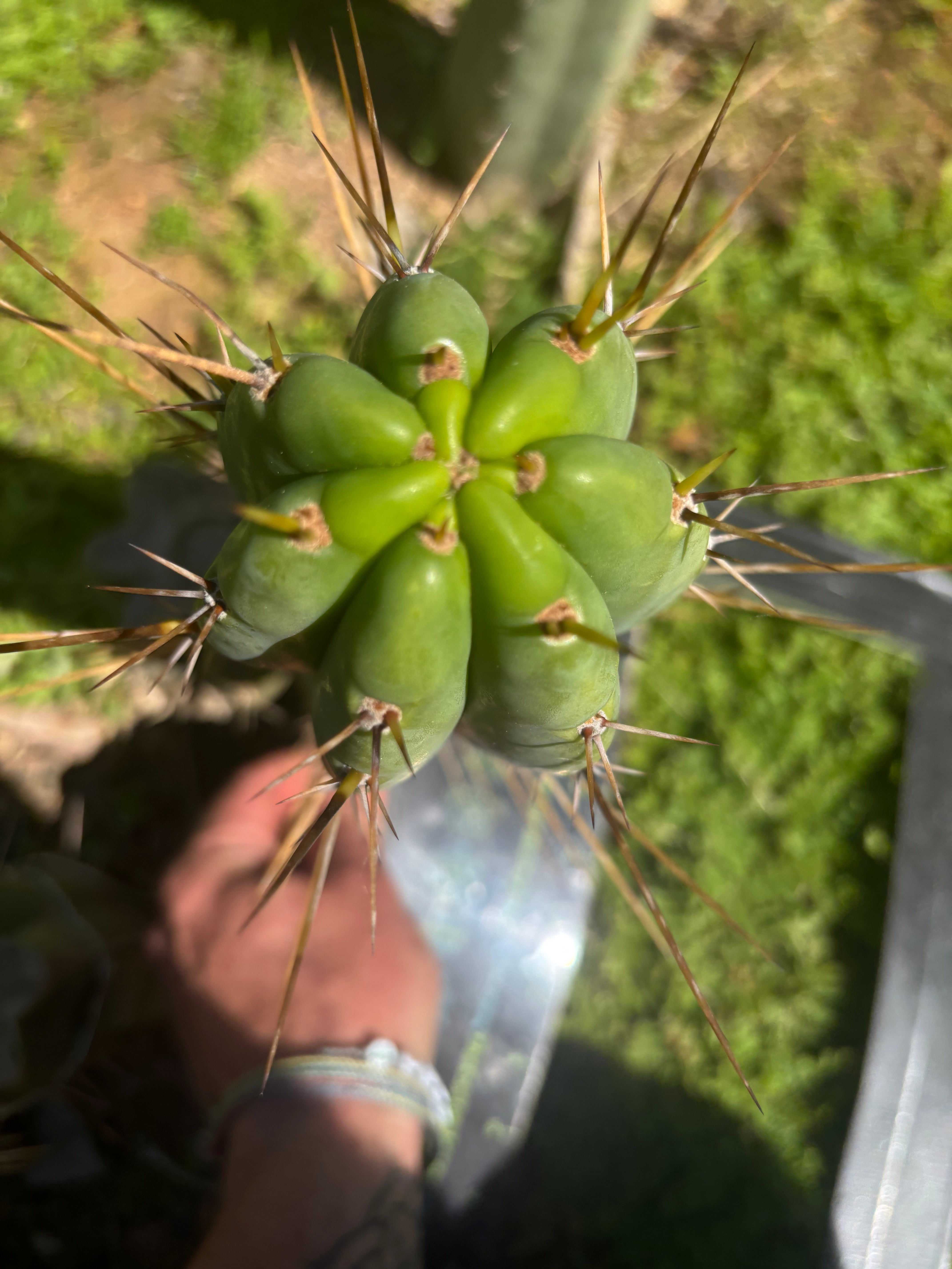 🌶️🌶️⚠️ E.R. — 10” Pup