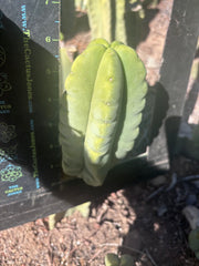 💎👑💎🌶️ Ferah — 6” Grenade