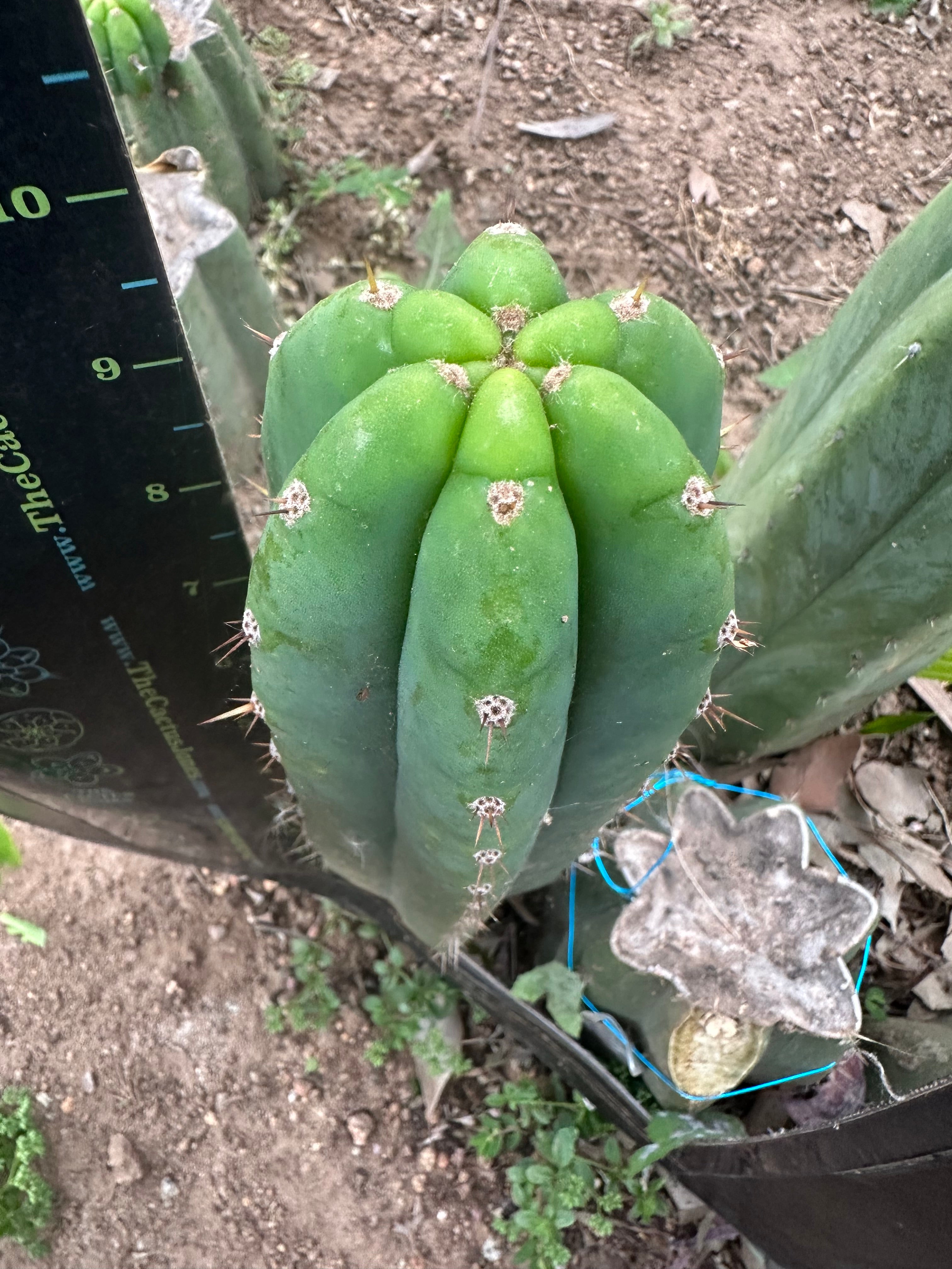 👑🌶️🌶️ Landfill — 10” Pup