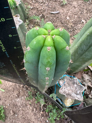 👑🌶️🌶️ Landfill — 10” Pup