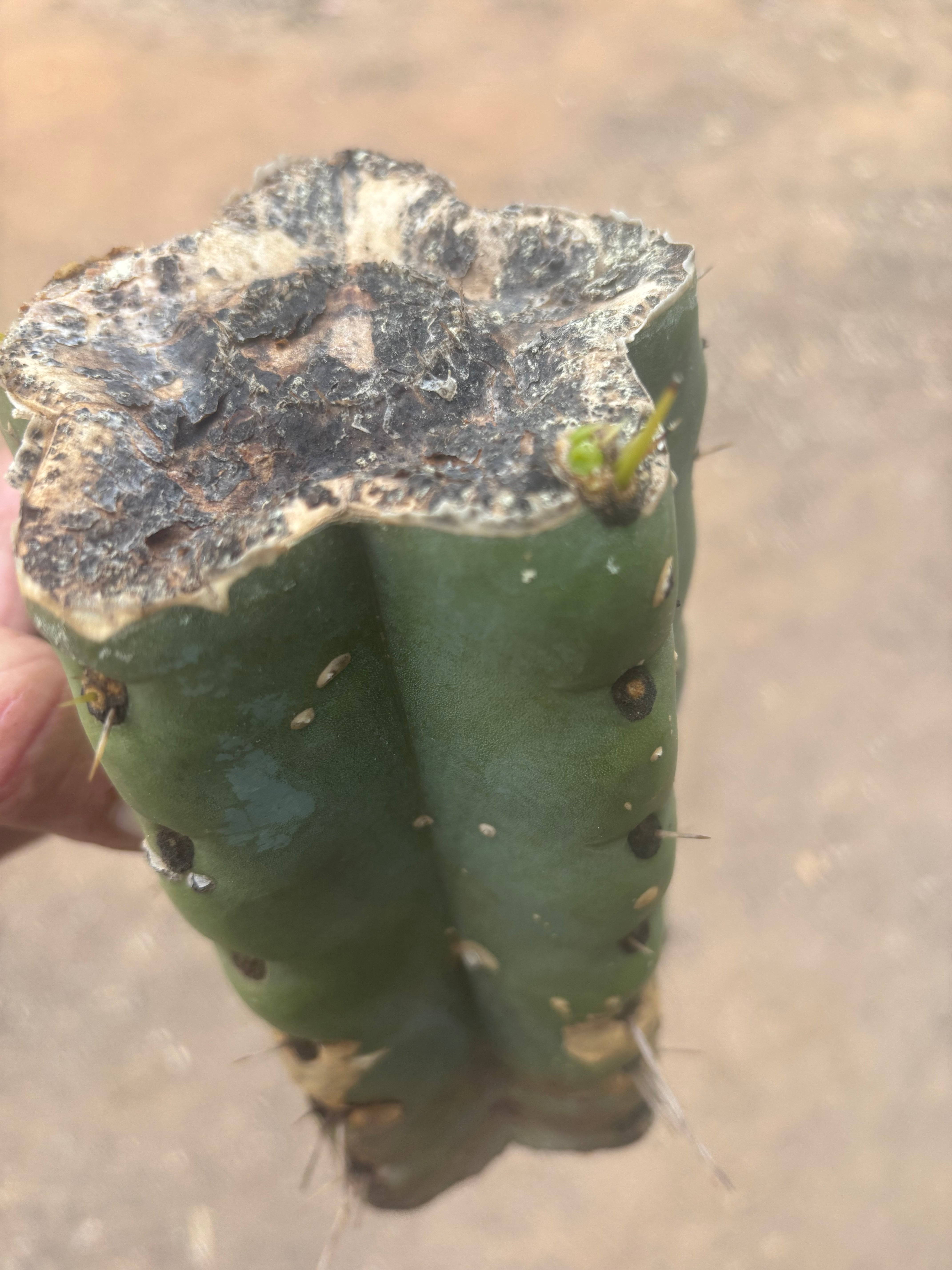 💎🌶️🌶️ NOM —  Beefy 9” Mid