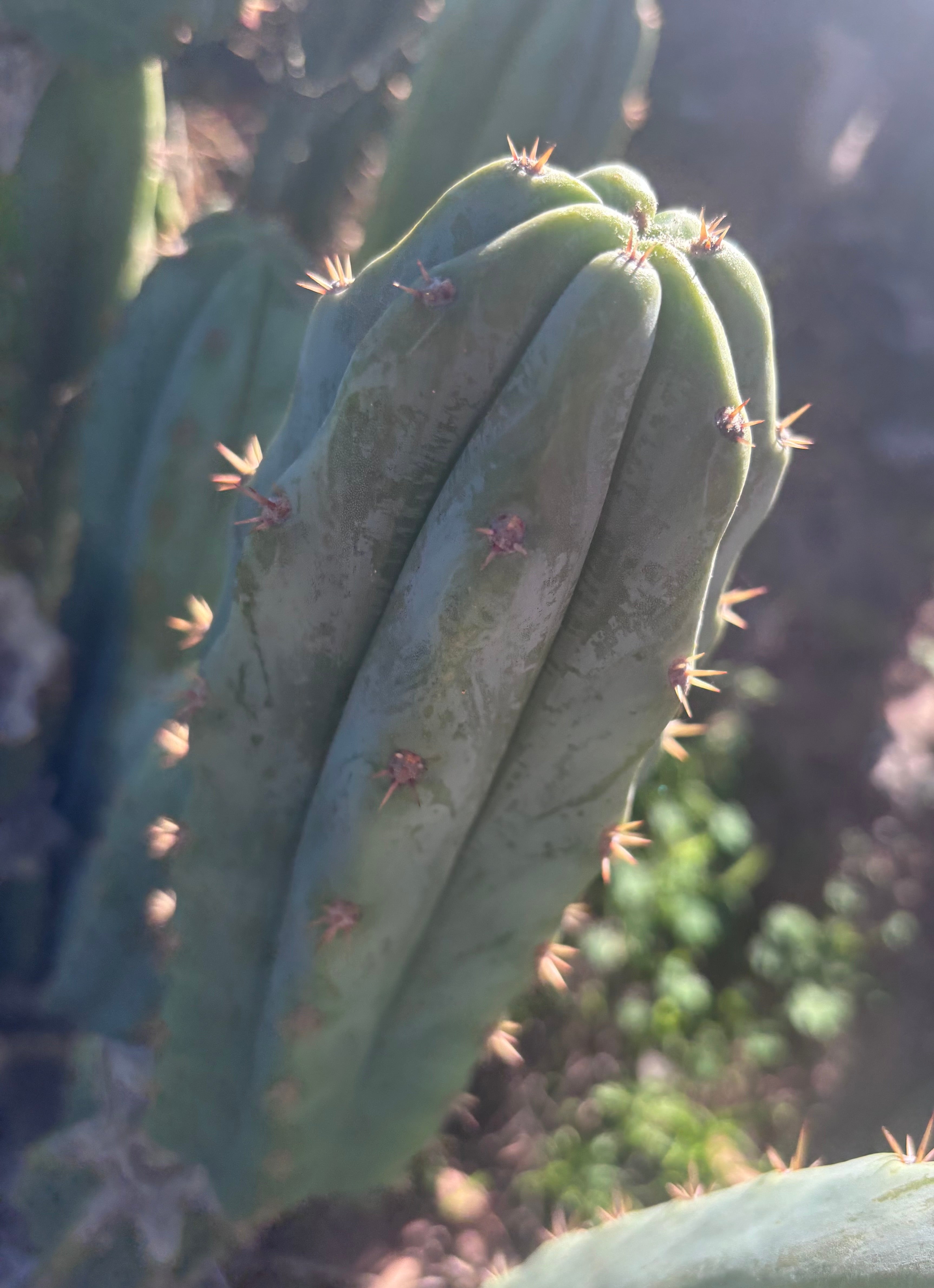 🌶️🌶️ NoidTwo — 10” Pup