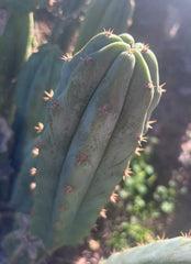 🌶️🌶️ NoidTwo — 10” Pup