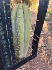 👑 Huanu from Lotusland —  Fat 13” Tip