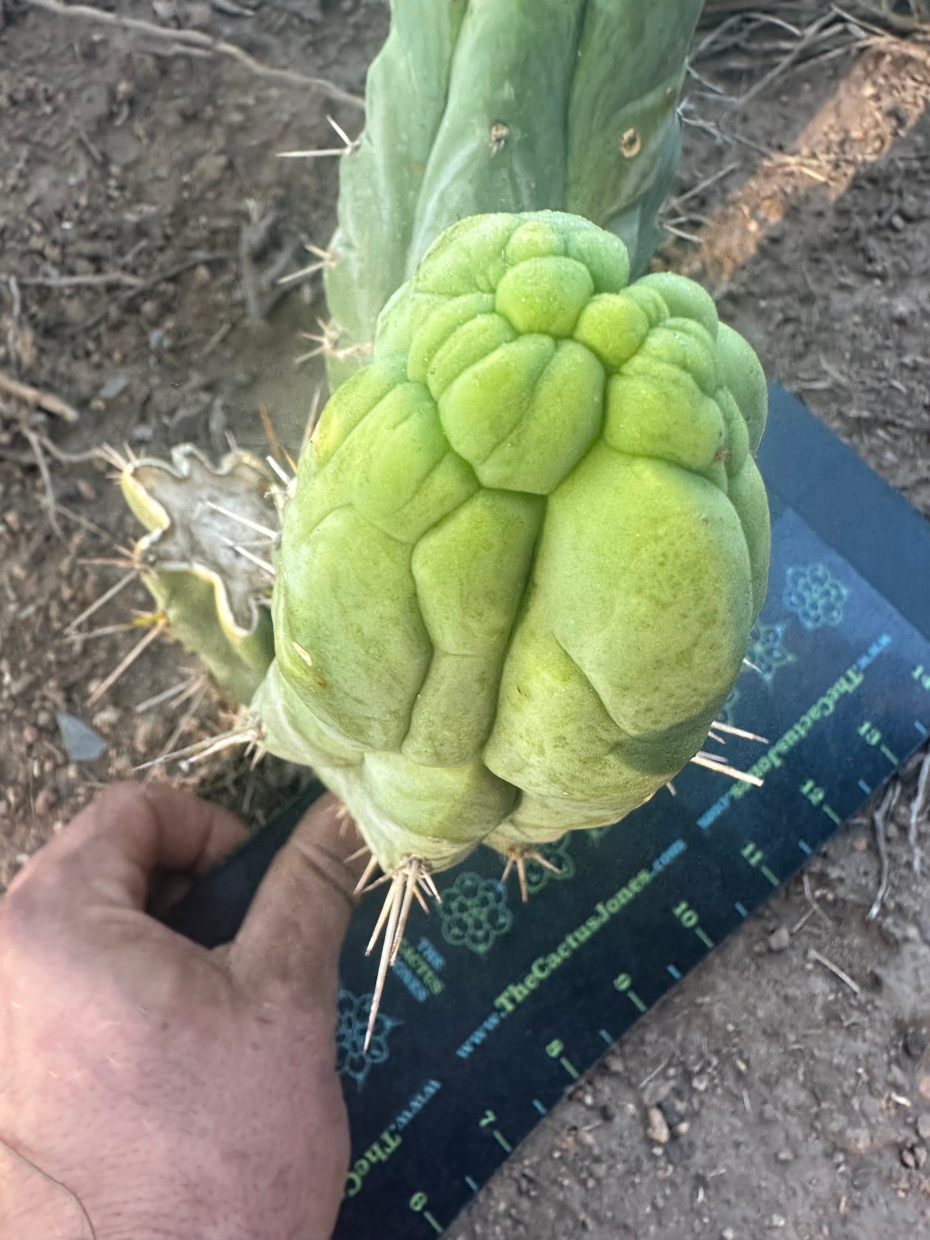 💎👑 Bruce’s Dragon — Chonky 6” Grenade