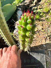 💎👑 Rauhocereus Riosaniensis — 8” Tip