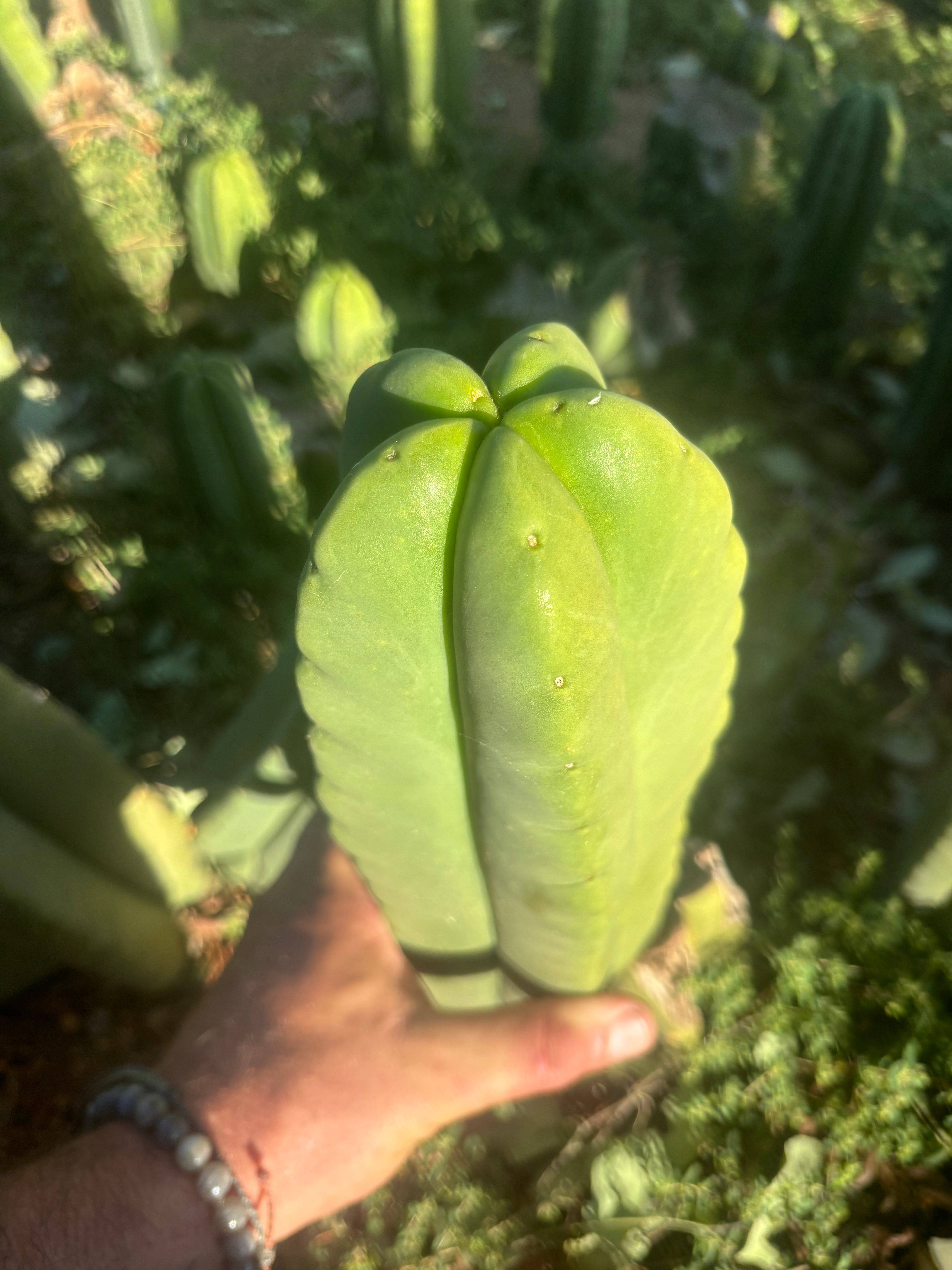 💎👑🌶️ Ferah — Fat 9” Tip