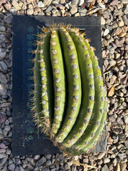 💎🐳 MASSIVE Terscheckii Watermelon