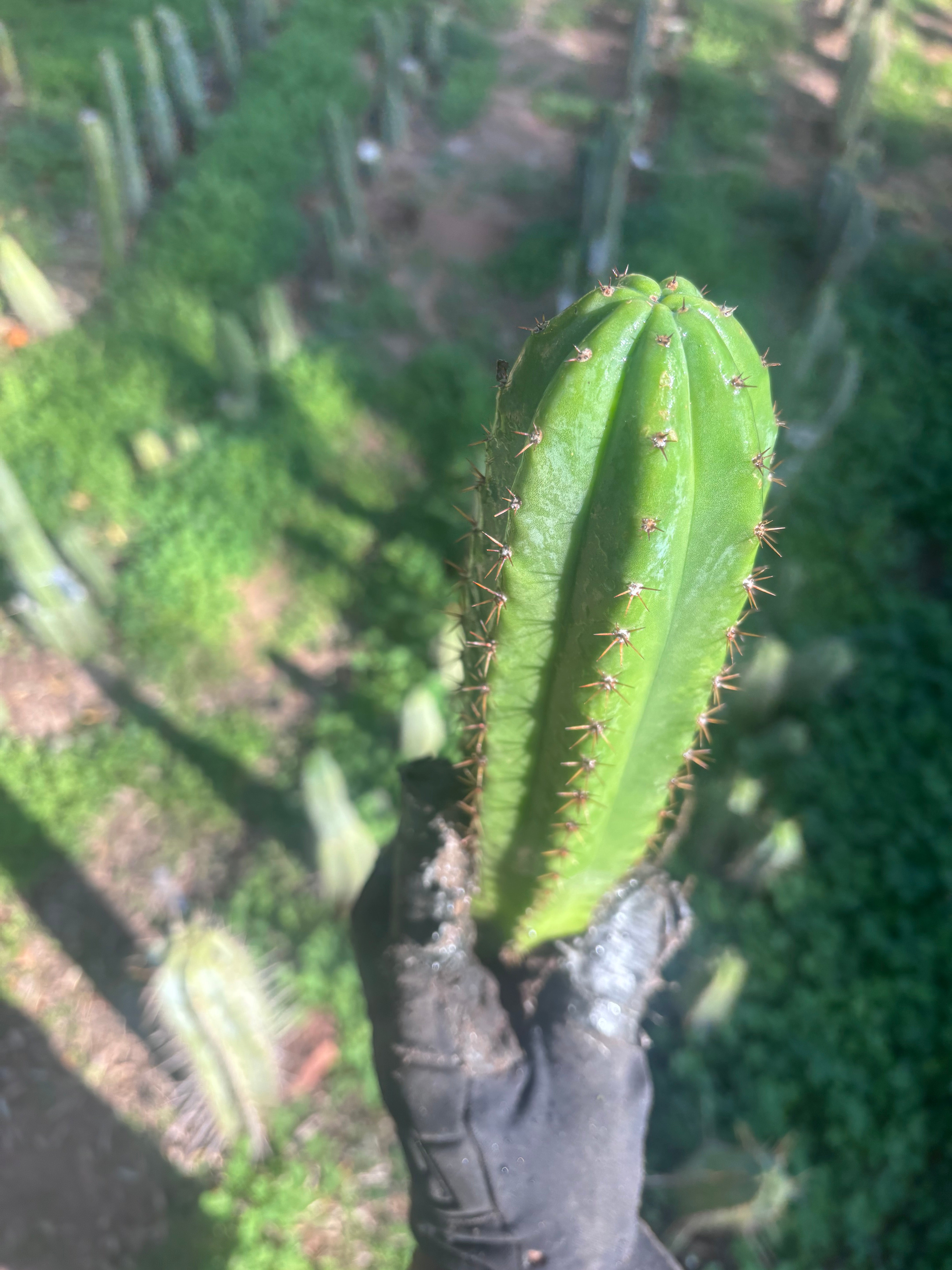 🎁🌶️ NEW Add On Freebie! — DeCosta x Bob, Large Yearlings