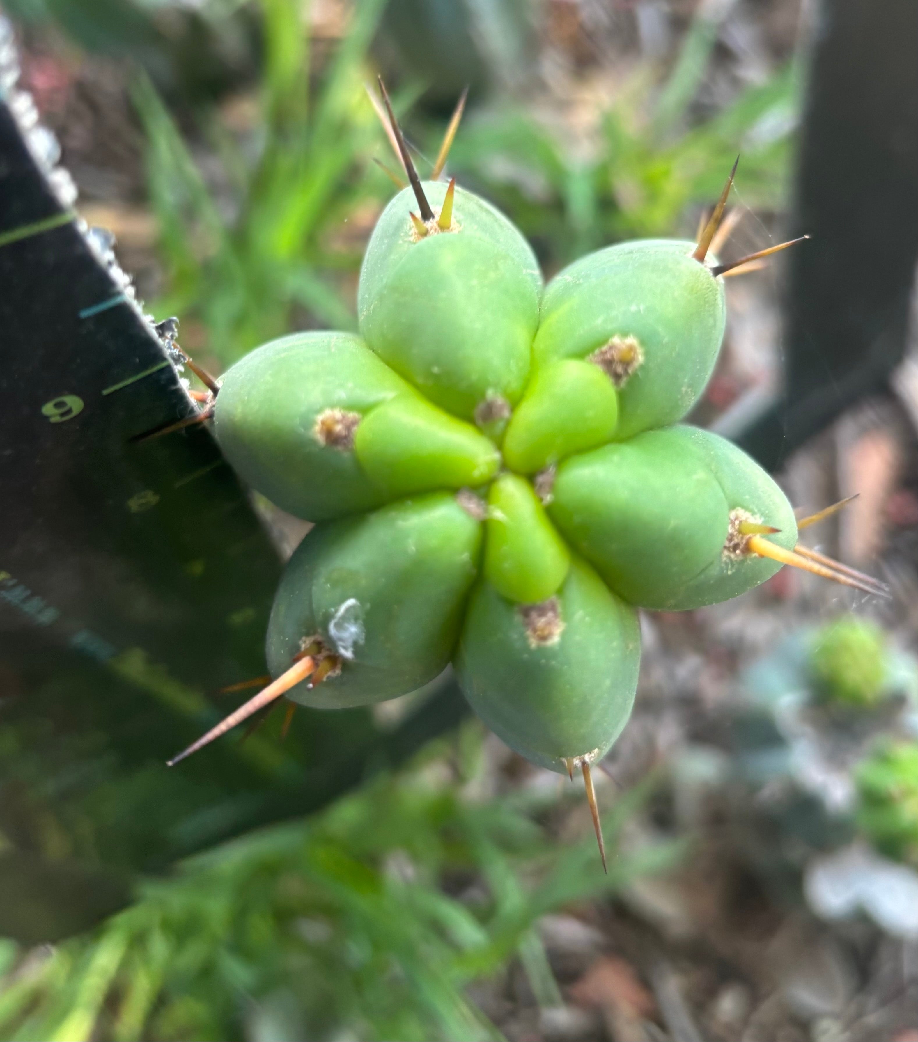 👑🌶️🌶️ Pala — 9” Tip