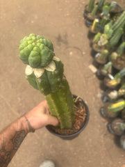 💎👑💎 Havran — XL Established Graft on Rooted 15” PC