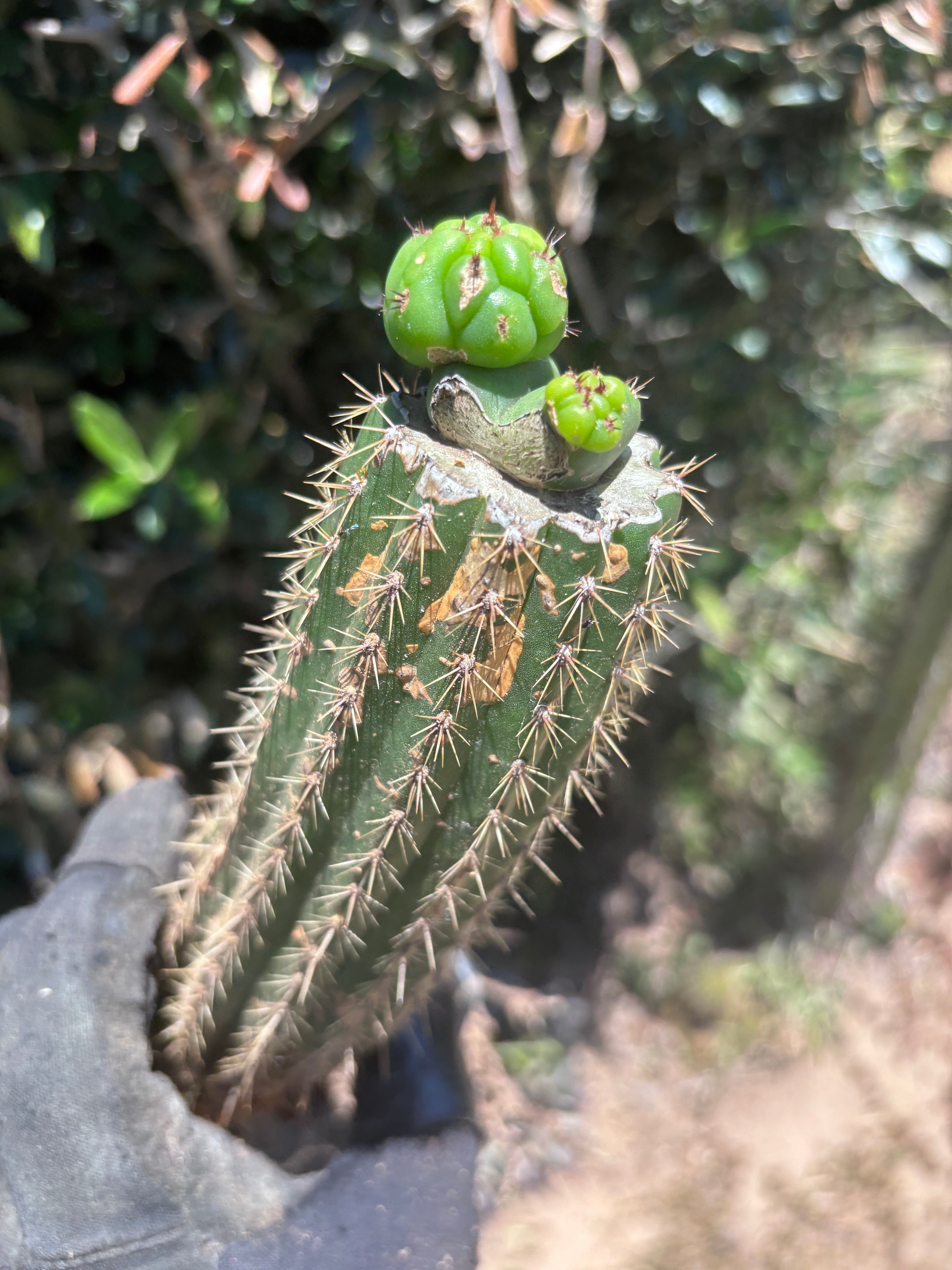 👑🌶️🌶️ KR04 — Another Whole Rooted Graft