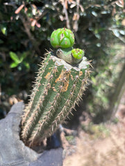 👑🌶️🌶️ KR04 — Another Whole Rooted Graft