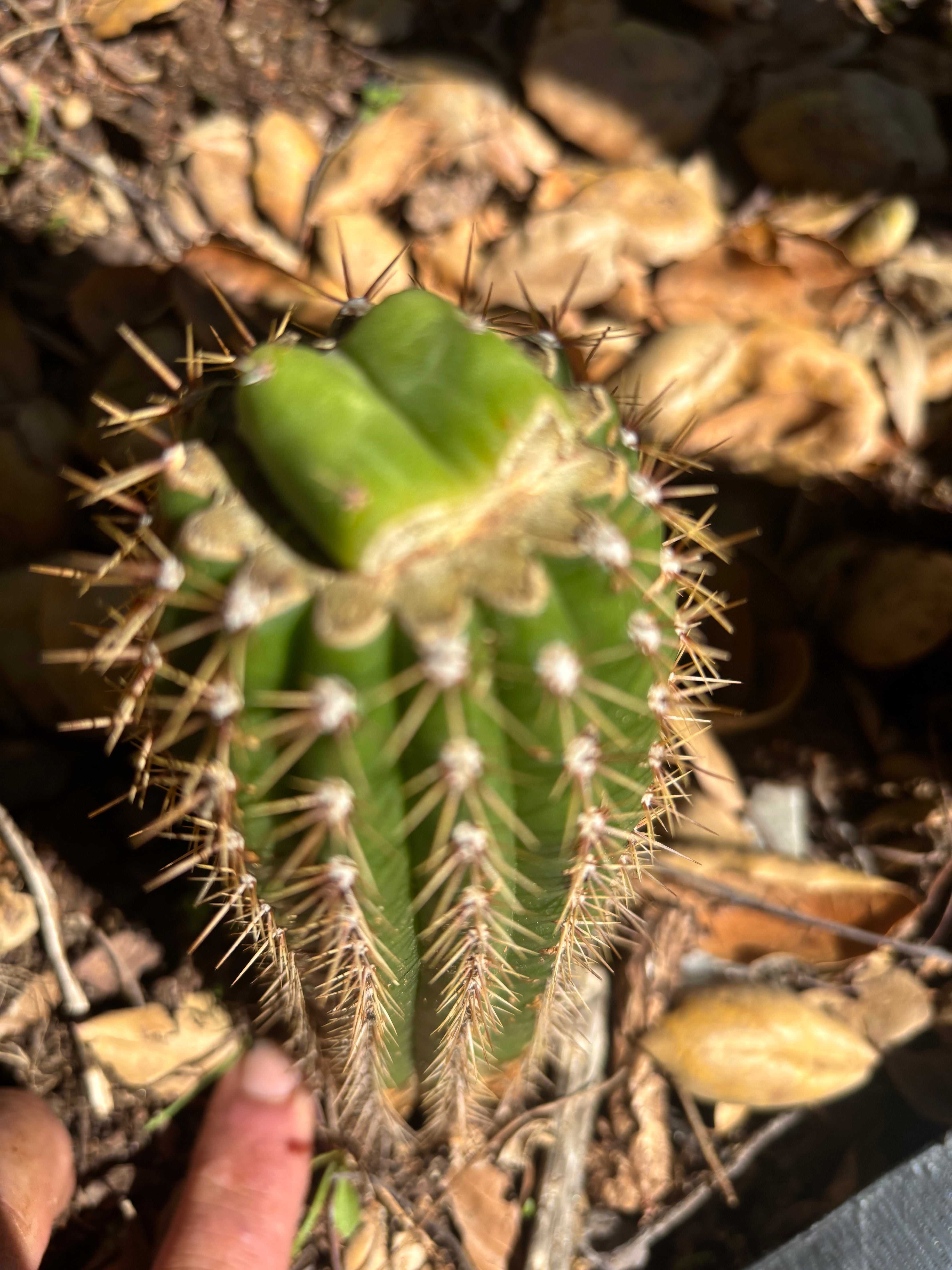 👑🌶️🌶️ KR04 — Rooted Slab Graft