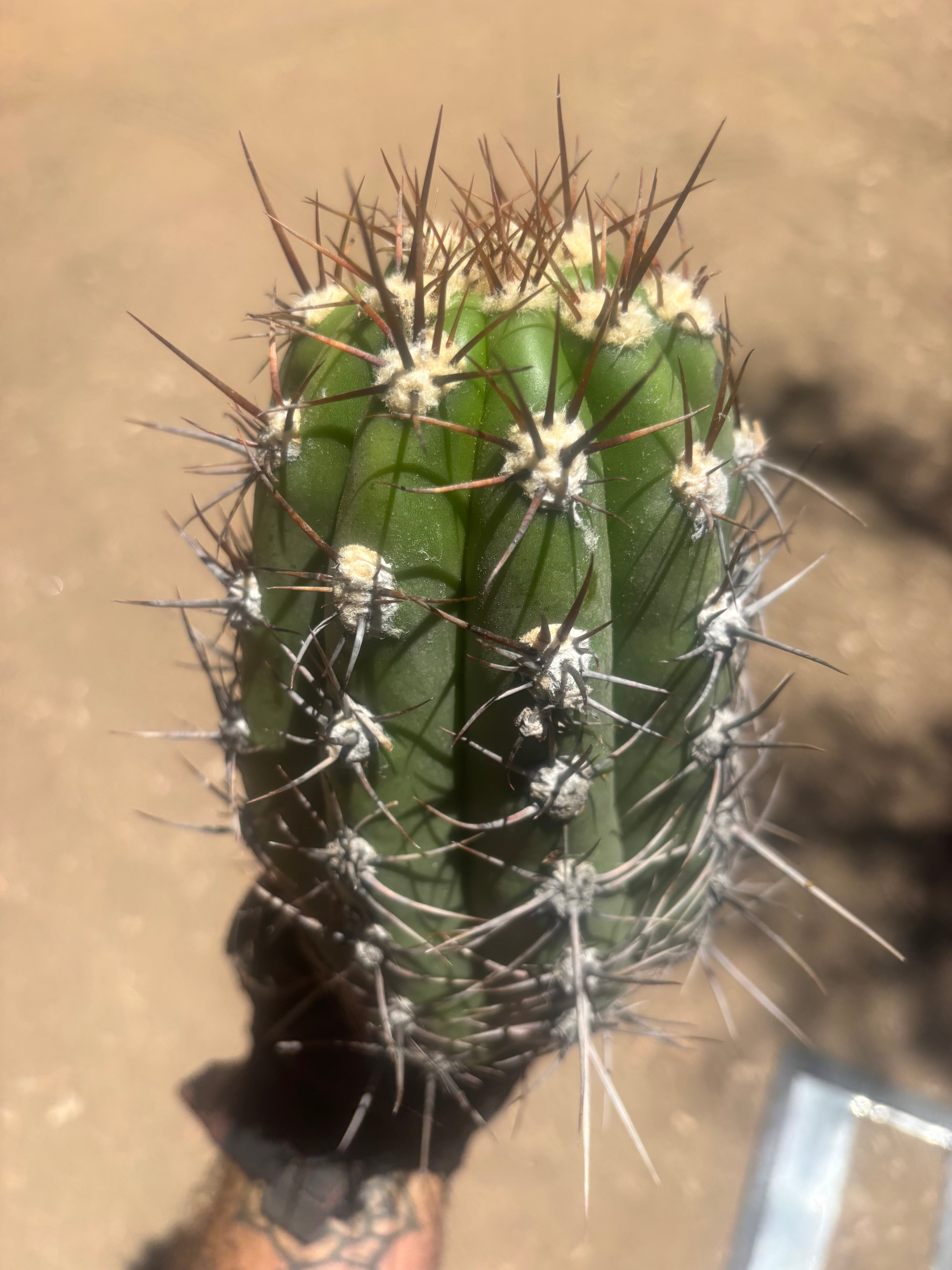 💎⚔️ Taquimbalensis — Chonky 8” Pup