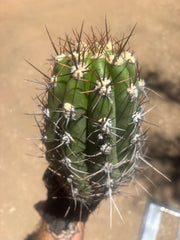 💎⚔️ Taquimbalensis — Chonky 8” Pup