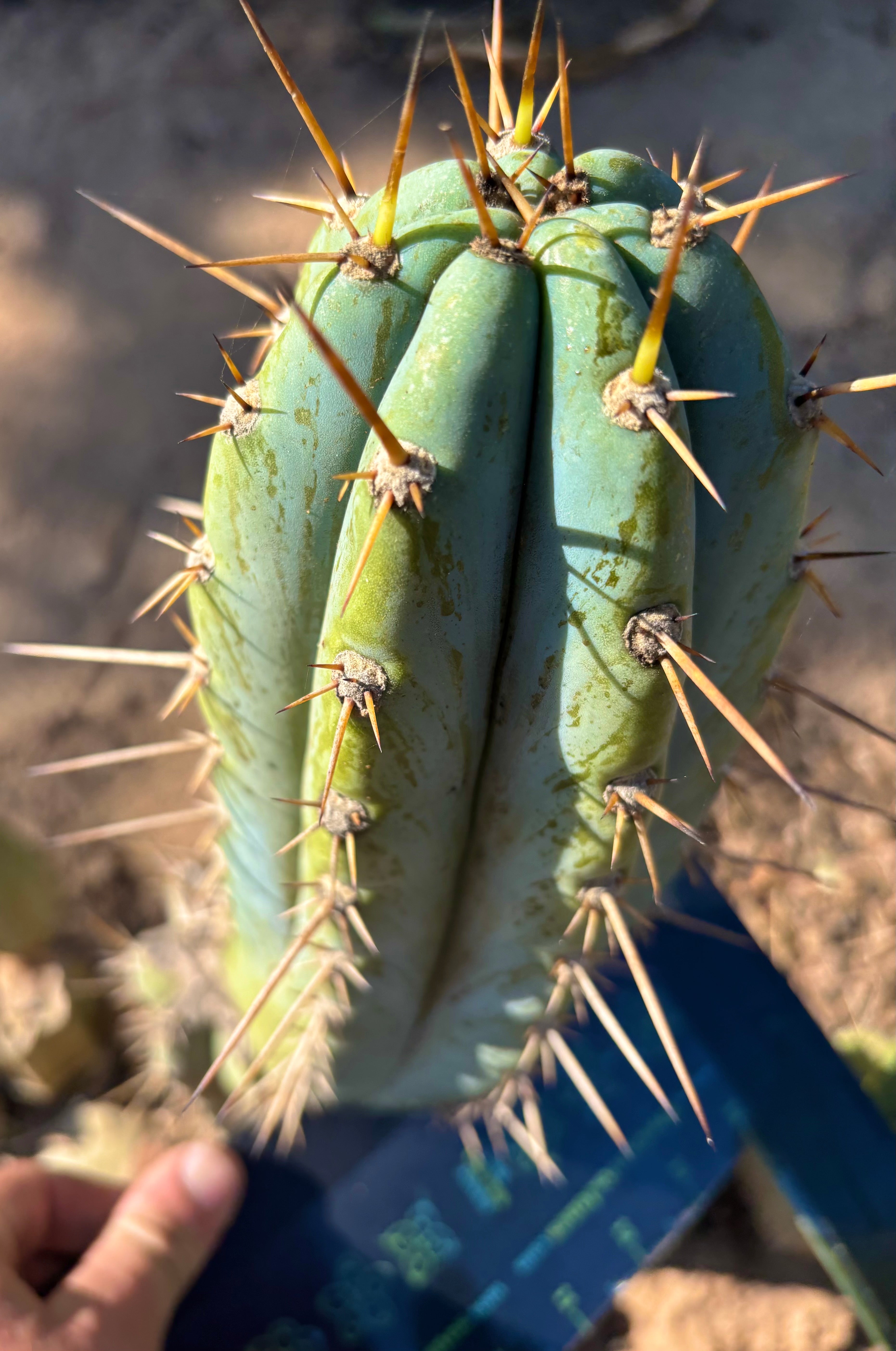 💎👑  Verne’s Glaucus — Chonky 10” Pup