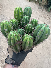 Latest Seedlings! Ventucky Blue x Fillmore