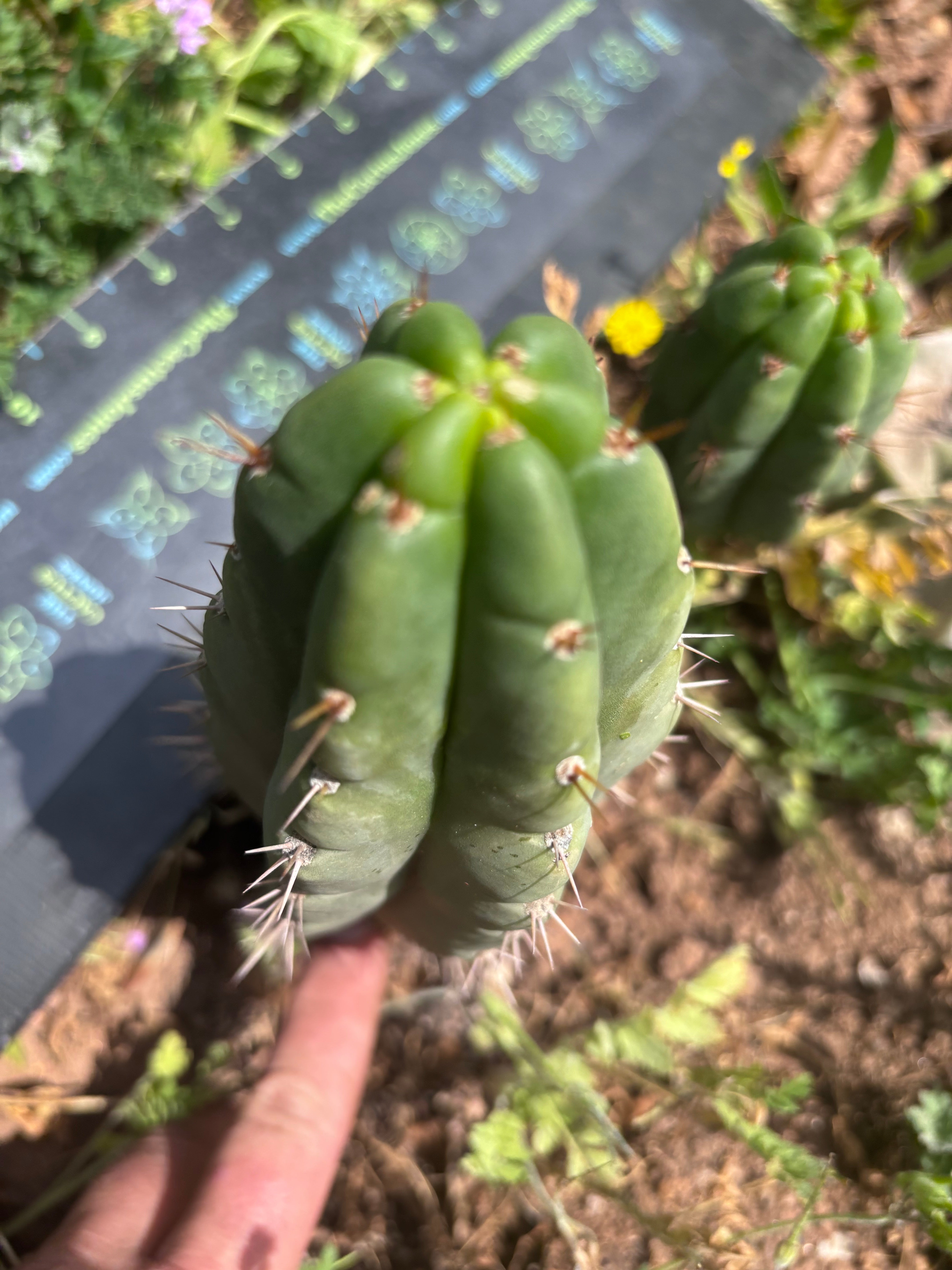 💎👑🌶️🌶️ Austy’s Bomb — 6.5” Tip