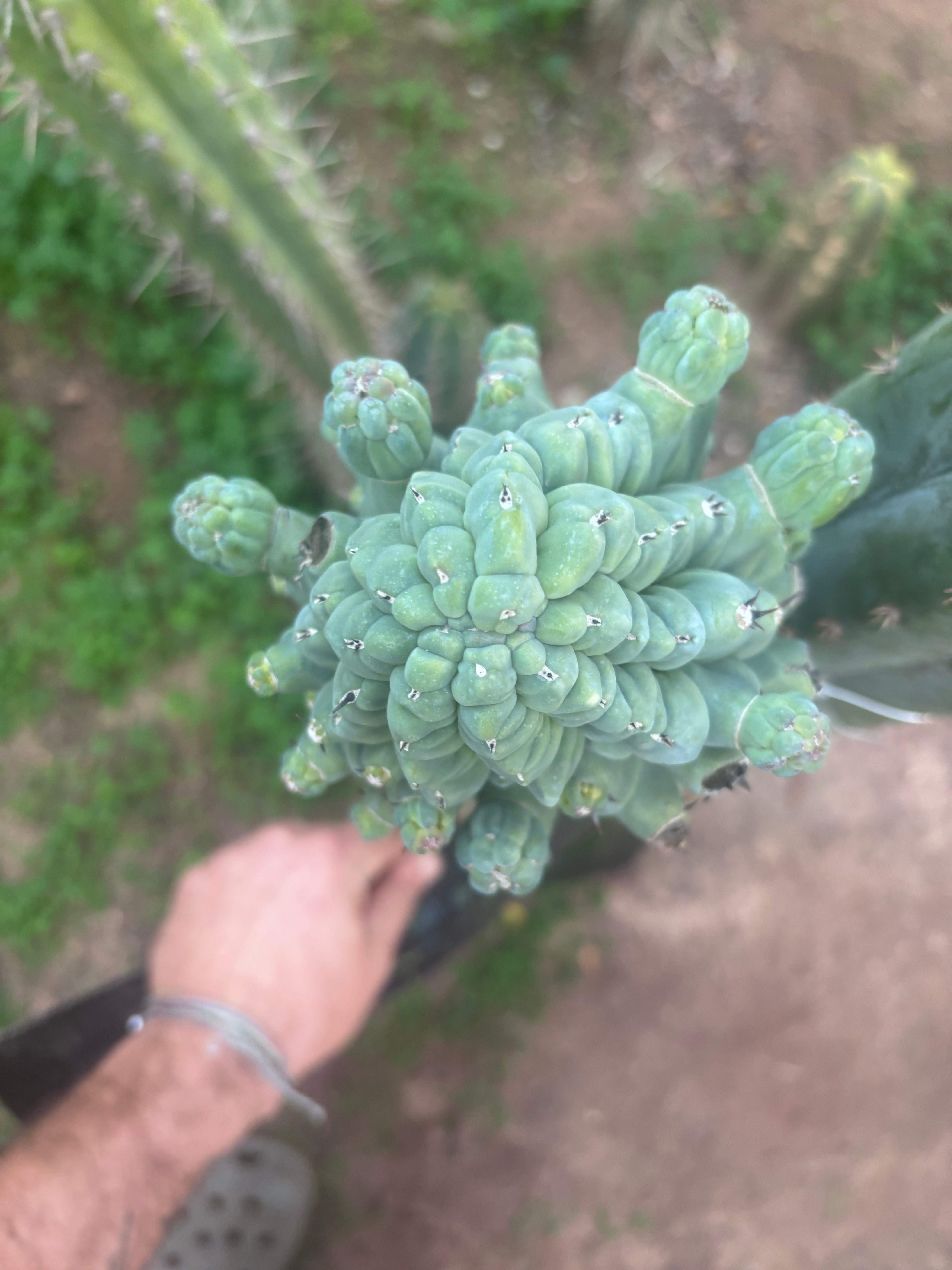 💎👑💎 Glorp — XXL Pupsplosion Graft (Re-Listing)