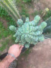 💎👑💎 Glorp — XXL Pupsplosion Graft (Re-Listing)