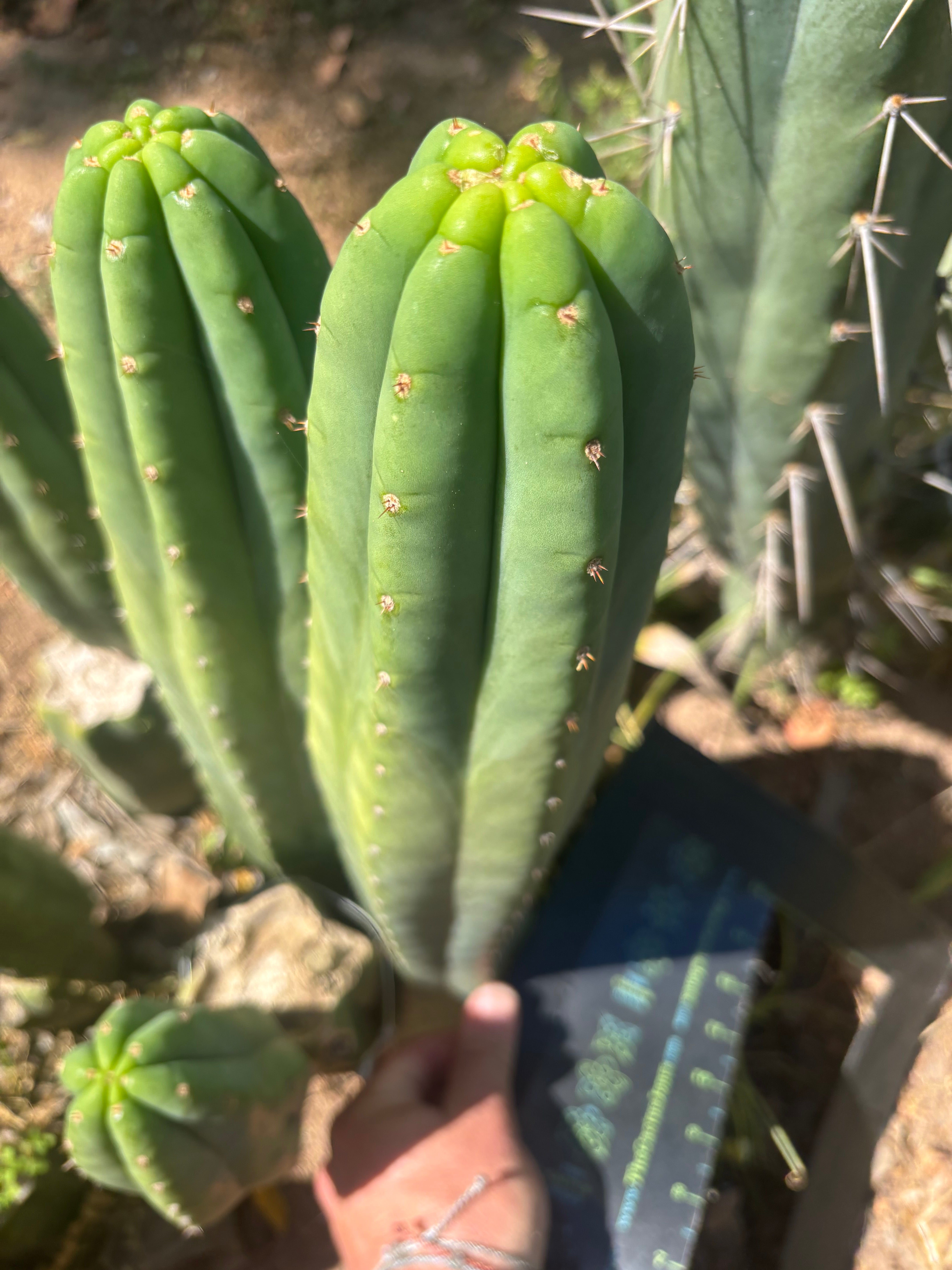 👑🌶️ Davy — XL 14” Tip