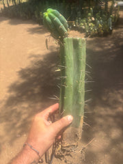 👑🌶️🌶️ Eileen — XL Rooted 15” Mid with Pup