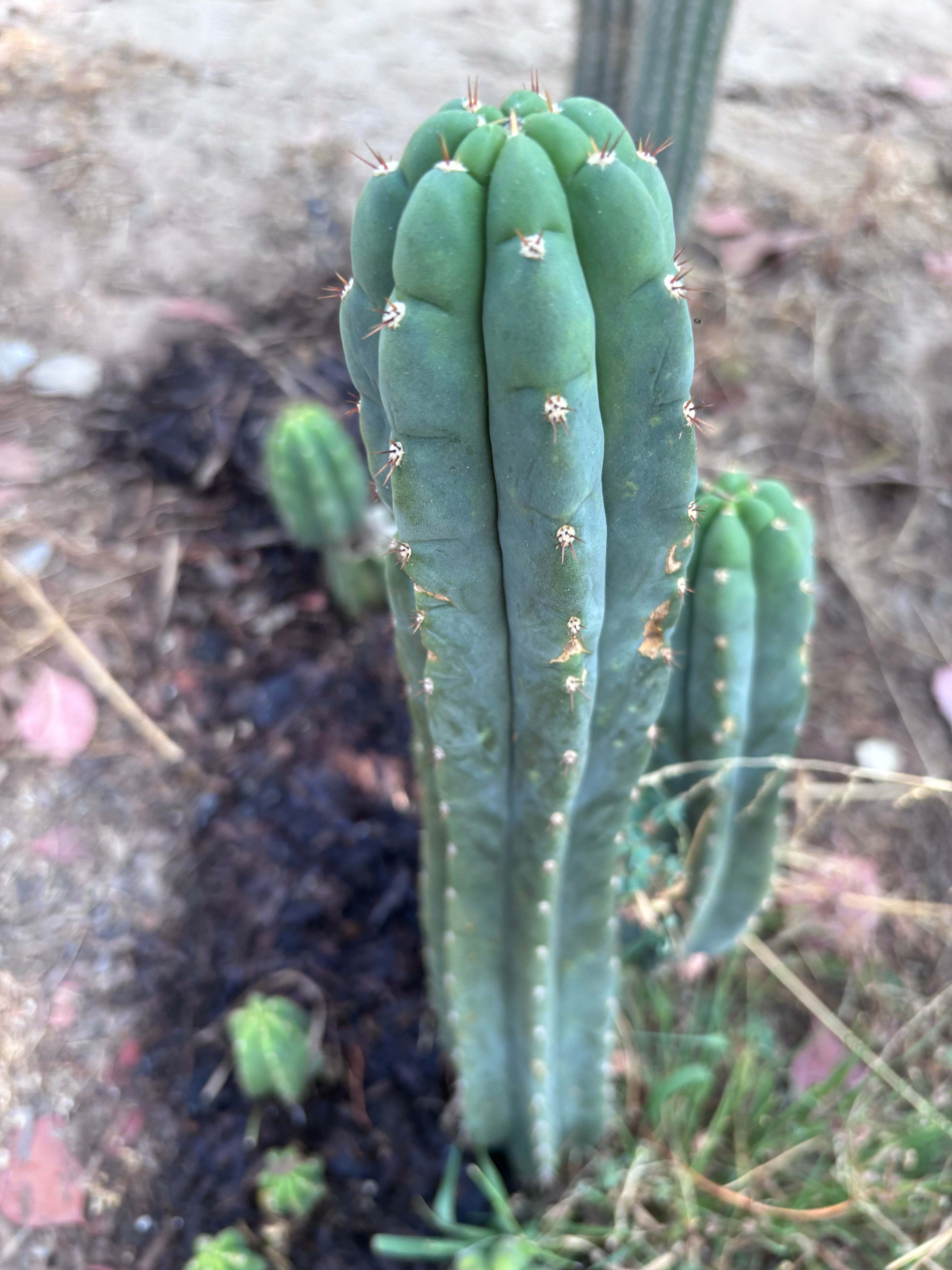 👑🌶️ Blue Ecuador — XL 15” Pup