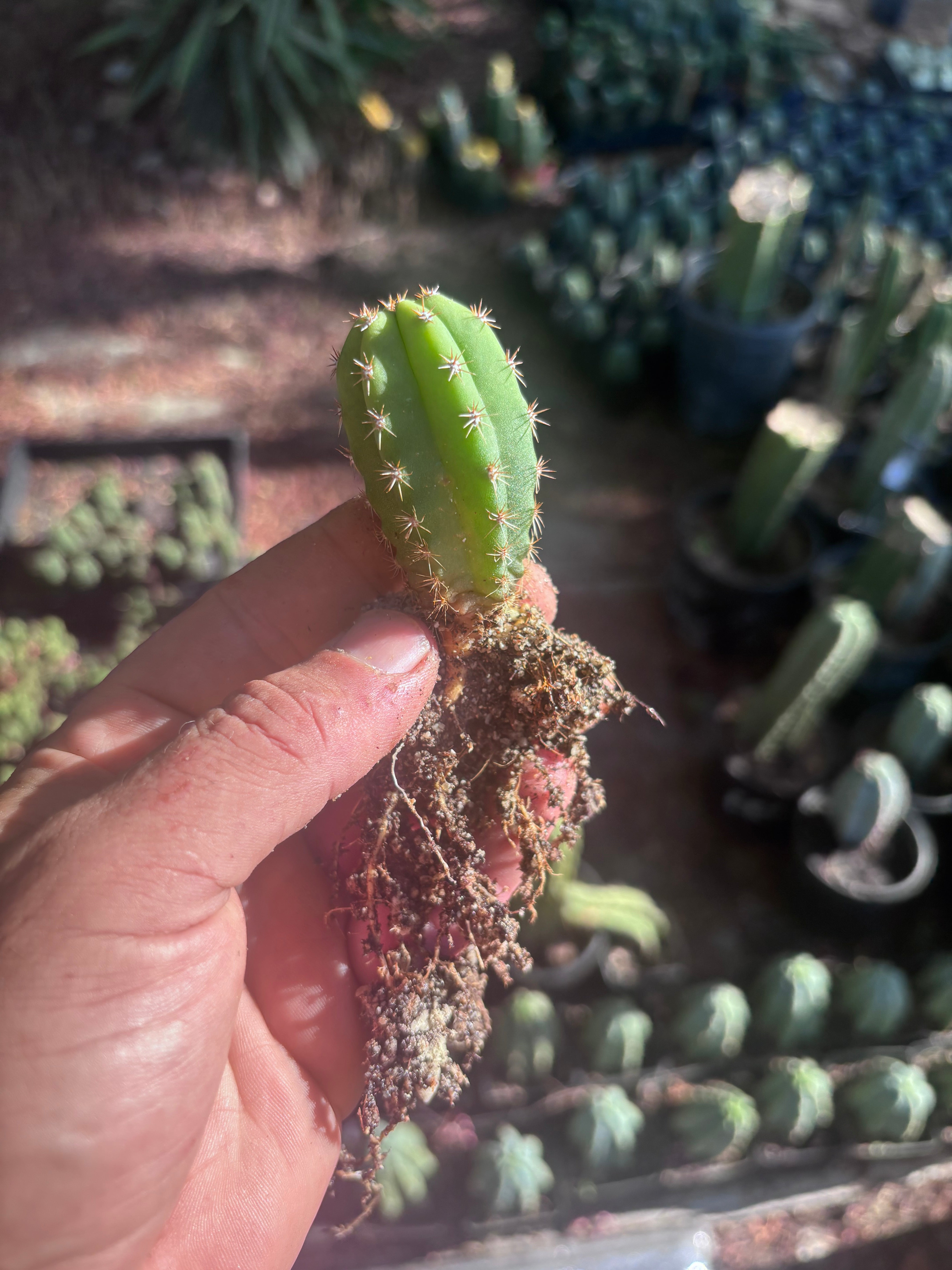 FREE ADD-ON —  Pala x Ferah Seedlings